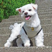 スモール ドッグ ムーン サーマル ストライプ Tシャツ 【小型犬用】