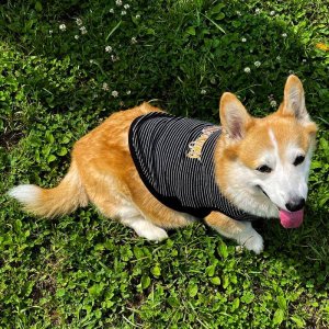 画像2: ミディアム ドッグ ムーン サーマル ストライプ Tシャツ 【中型犬用】