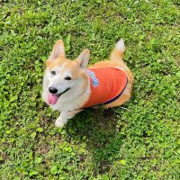 ミディアム ドッグ ムーン サーマル ストライプ Tシャツ 【中型犬用】