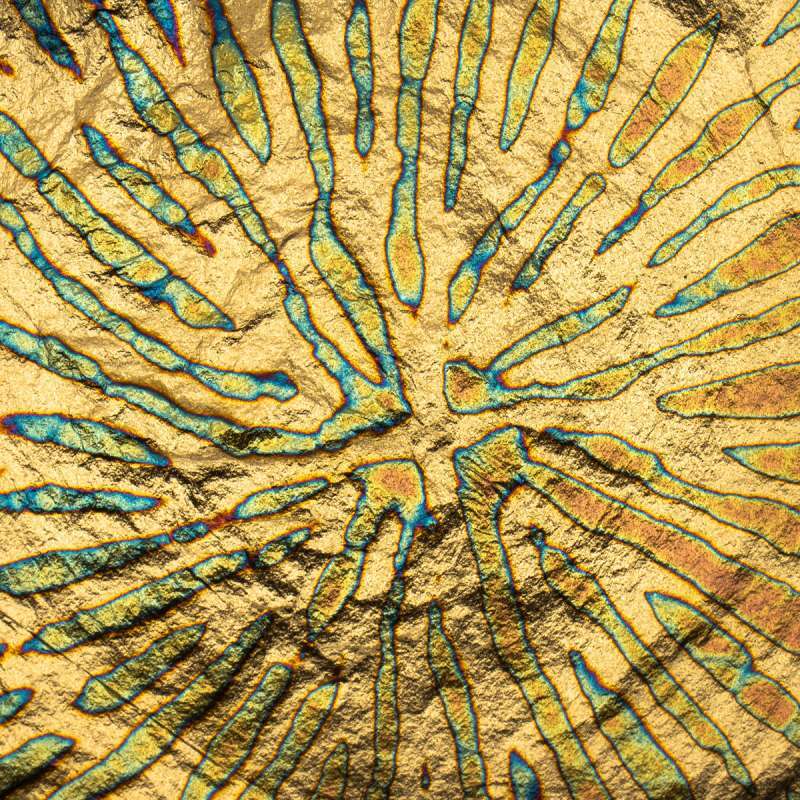 画像1: Variegated ゴールド リーフ (青色系) (1)